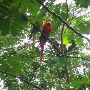 Några av papegojorna i ett träd
