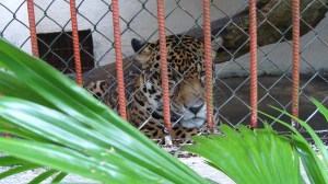 Jaguar bakom galler i en liten ful bur